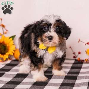 Eagle, Mini Bernedoodle Puppy